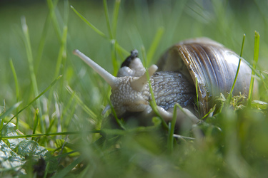 Weinbergschnecke