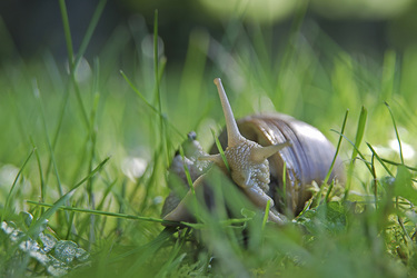 Weinbergschnecke