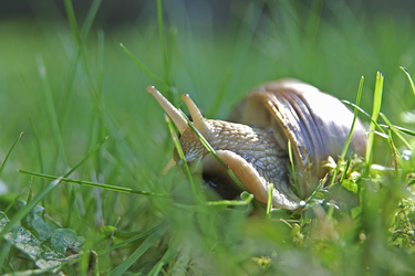 Weinbergschnecke