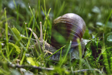 Weinbergschnecke