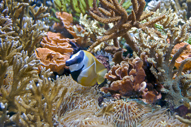 Korallenfisch und Korallen