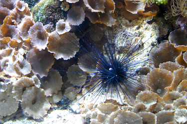 Tropischer Seestern zwischen Korallen