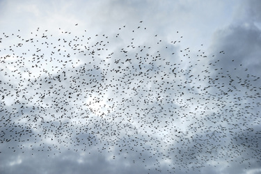 Vogelschwarm