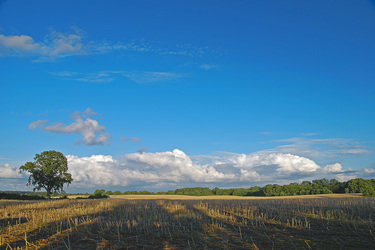 Stoppelfelder mit Eichen und Wolkenbank