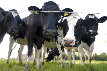 Kühe betrachten den Fotographen