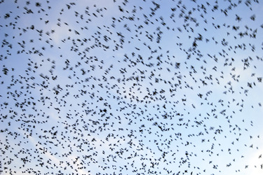 Vogelschwarm
