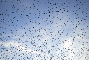 Vogelschwarm