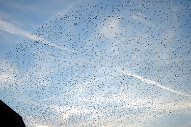 Vogelschwarm