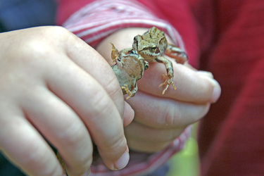 Kinderhände halten Frösche
