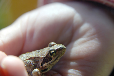 Froschkind in Kinderhand