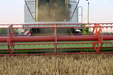 Mähdrescher im Roggenfeld