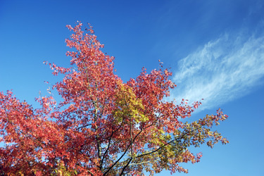 Rote Ahornblaetter vor blauem Himmel