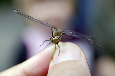 Tote Libelle in der Hand