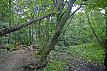 Flussbiegung der Hunte im Wald