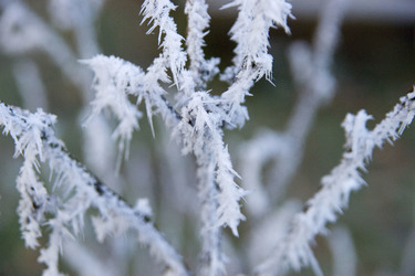 Zweige mit Stacheln von Rauhreif überzogen