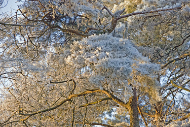 Äste einer Kiefer im Abendlicht mit Rauhreif überzogen