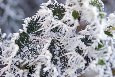 Ilex aquifolium, Stechpalmenblätter mit Rauhreif überzogen