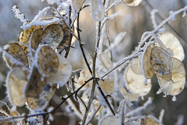 Samen eines Silberlings mit Rauhreif überzogen, Lunária rediviva