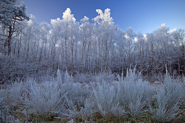 Bäume und Sträucher mit Rauhreif ueberzogen