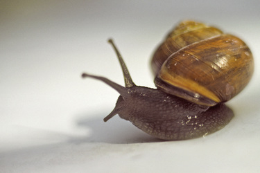 Schnecke