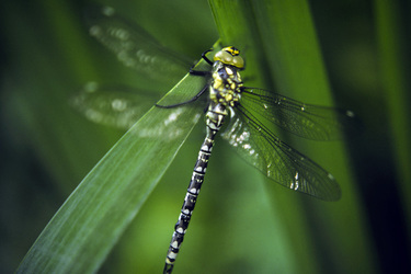 Grosse Grüne Wasserjungfer
