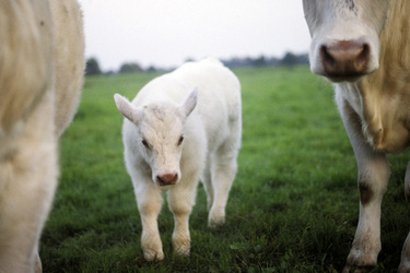 Ein Kalb im Schutze seiner Eltern auf einer Moorweide im Westen Oldenburgs