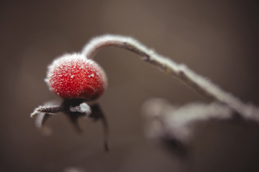 Hagebutte der Heckenrose mit Frost überzogen