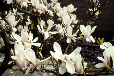 Magnolien