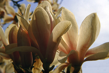 Magnolienblüten im Gegenlicht