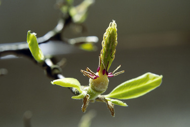 Stempel einer Magnolienblüte