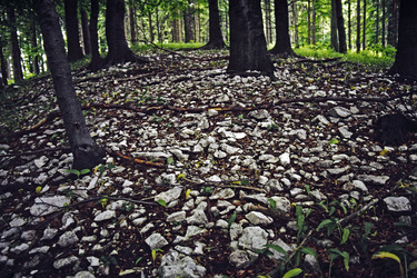 Waldboden mit Steinsplitter