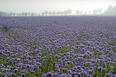 Blaues Feld