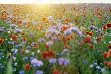 Blumenfeld im Abendlicht