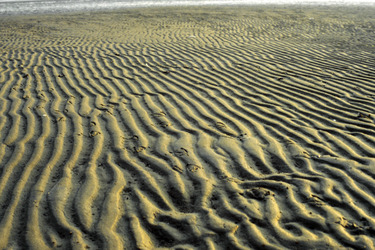 Sandrippen
