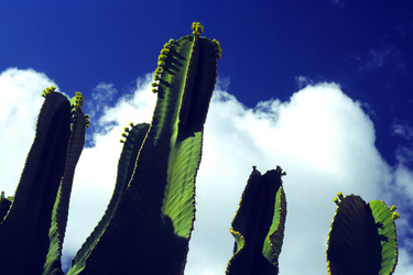 Kaktus vor blauem Himmel