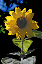 Sonnenblume im Gegenlicht mit Hummel