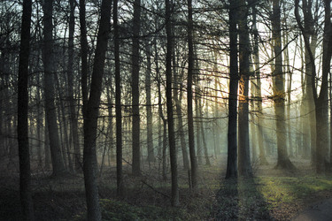 Morgengrauen in einem Wald bei Münster
