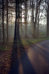Morgendlicher Waldweg