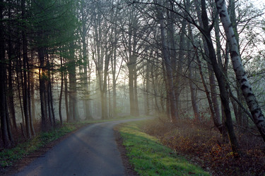 Morgendlicher Waldweg