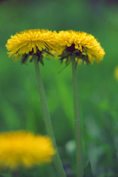 Löwenzahnblüten