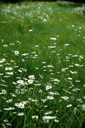 Margerittenwiese