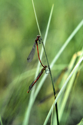 Wasserjungfern