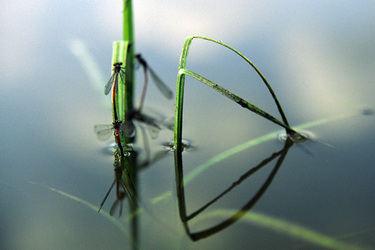 Wasserjungfern feiern Hochzeit