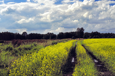 Feldweg bei Oldenburg