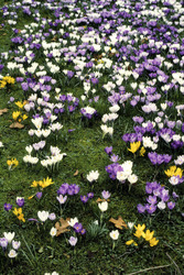 Krokusse