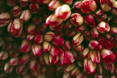 Tulpen