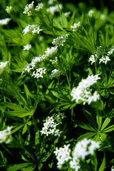 Waldmeister