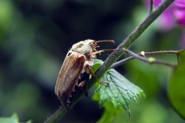 Maikäfer