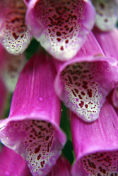 Digitalis, Roter Fingerhut