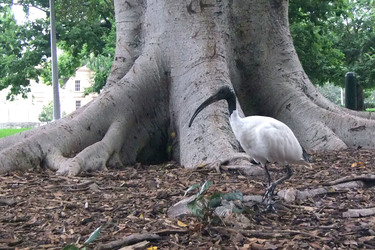 Ibis